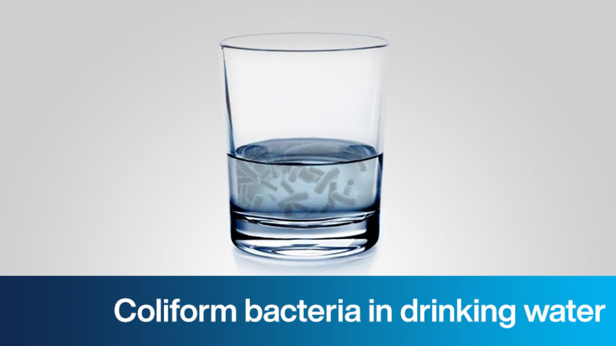 https://www.carbotecnia.info/wp-content/uploads/2020/11/coliform_bacteria-1200x675.jpg